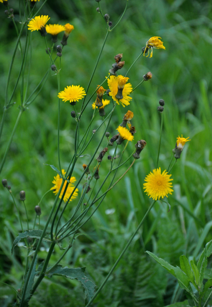 Image of Sonchus arvensis specimen.