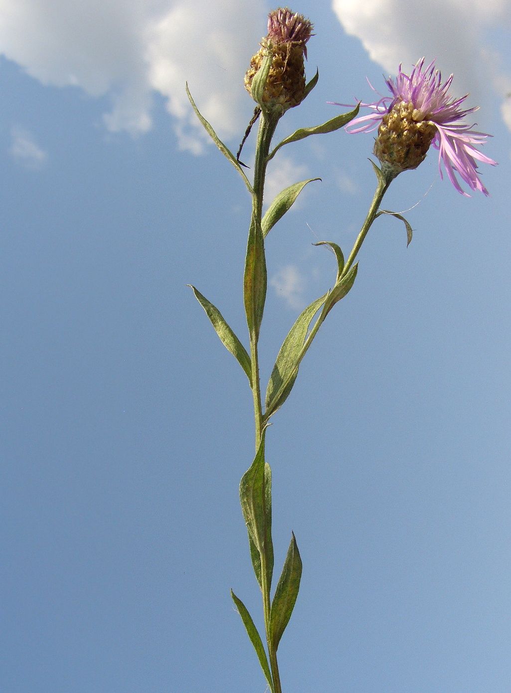 Изображение особи Centaurea jacea.