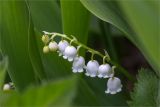 Convallaria majalis. Соцветие. Ленинградская обл., Волосовский р-н, окр. дер. Донцо, смешанный лес. 03.06.2020.