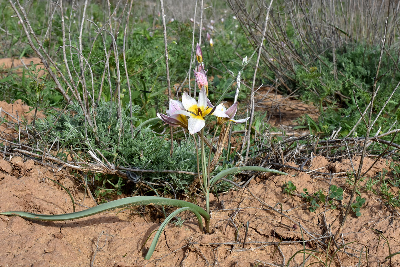 Image of Tulipa biflora specimen.