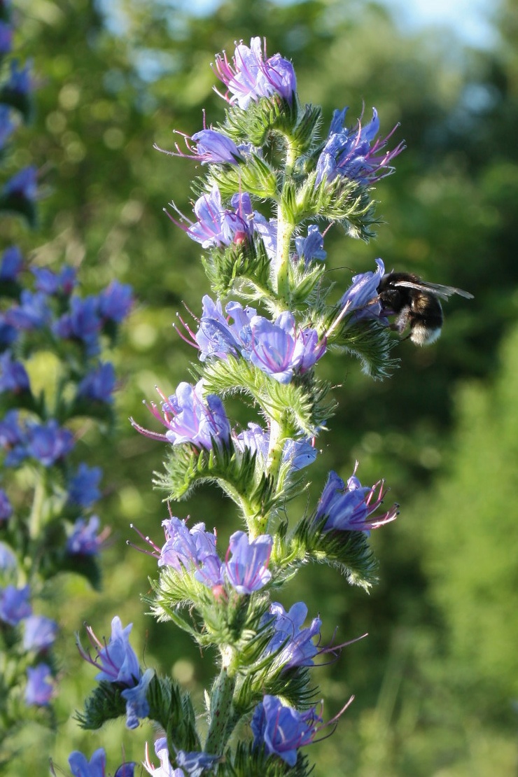 Изображение особи Echium vulgare.