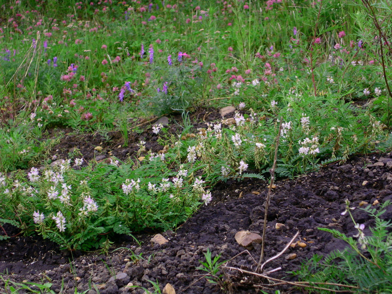 Изображение особи Astragalus schumilovae.