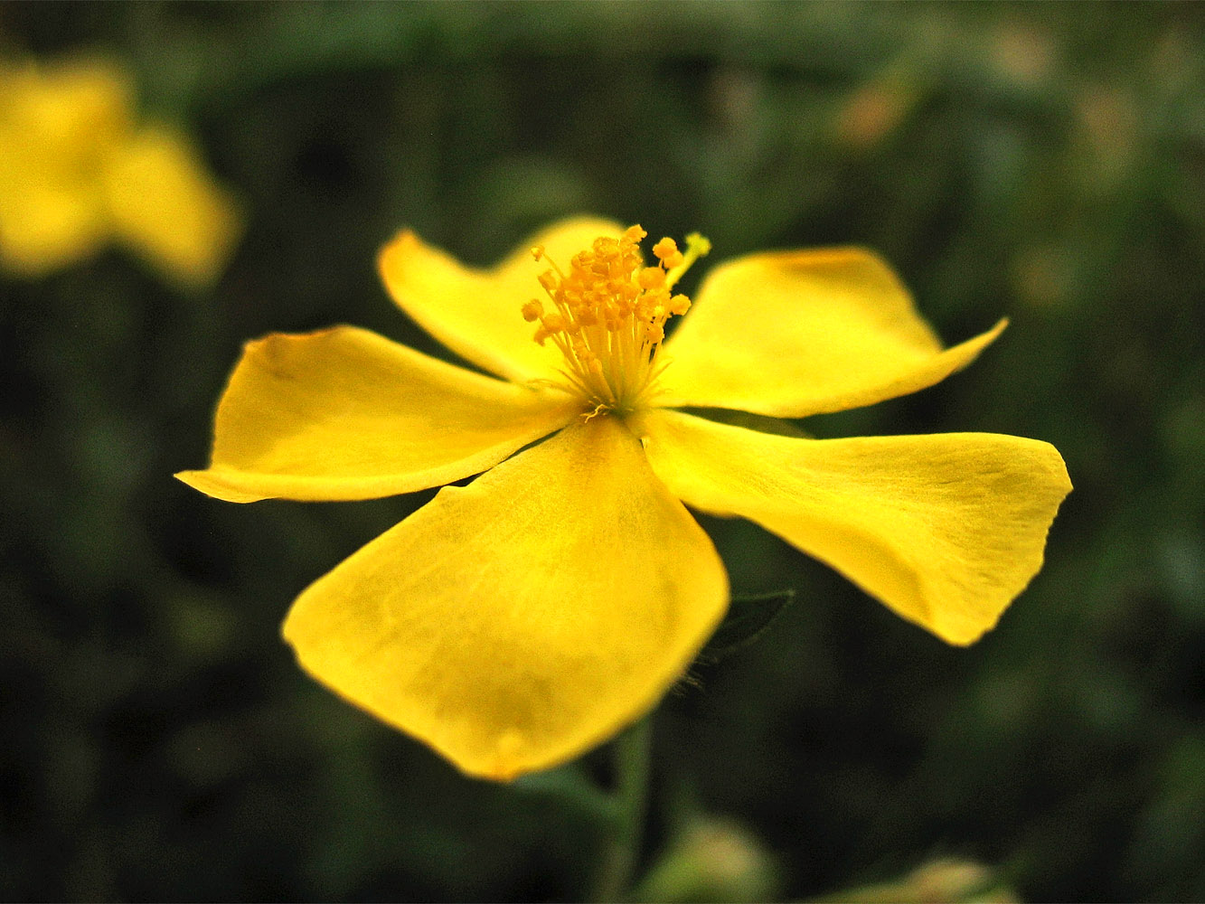 Image of Fumana arabica specimen.