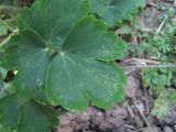 Aquilegia vulgaris. Верхушка листа с поражениями головнёй(?). Краснодарский край, Абинский р-н, ст-ца Холмская, у жилья. 01.05.2020.