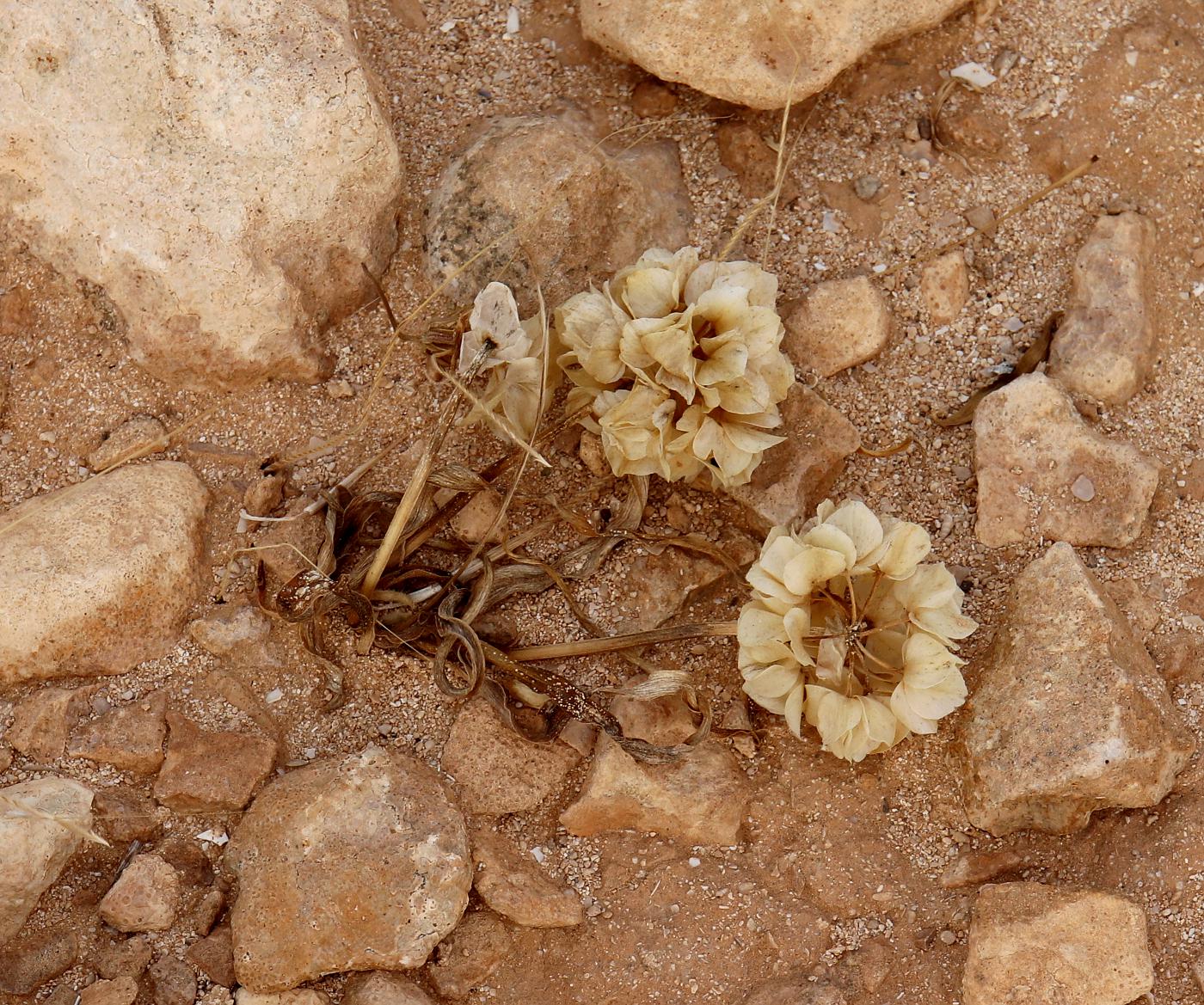 Image of Allium blomfieldianum specimen.