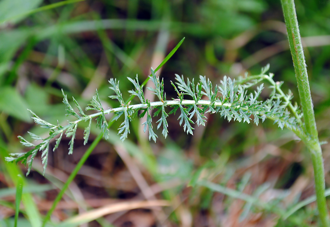 Изображение особи род Achillea.