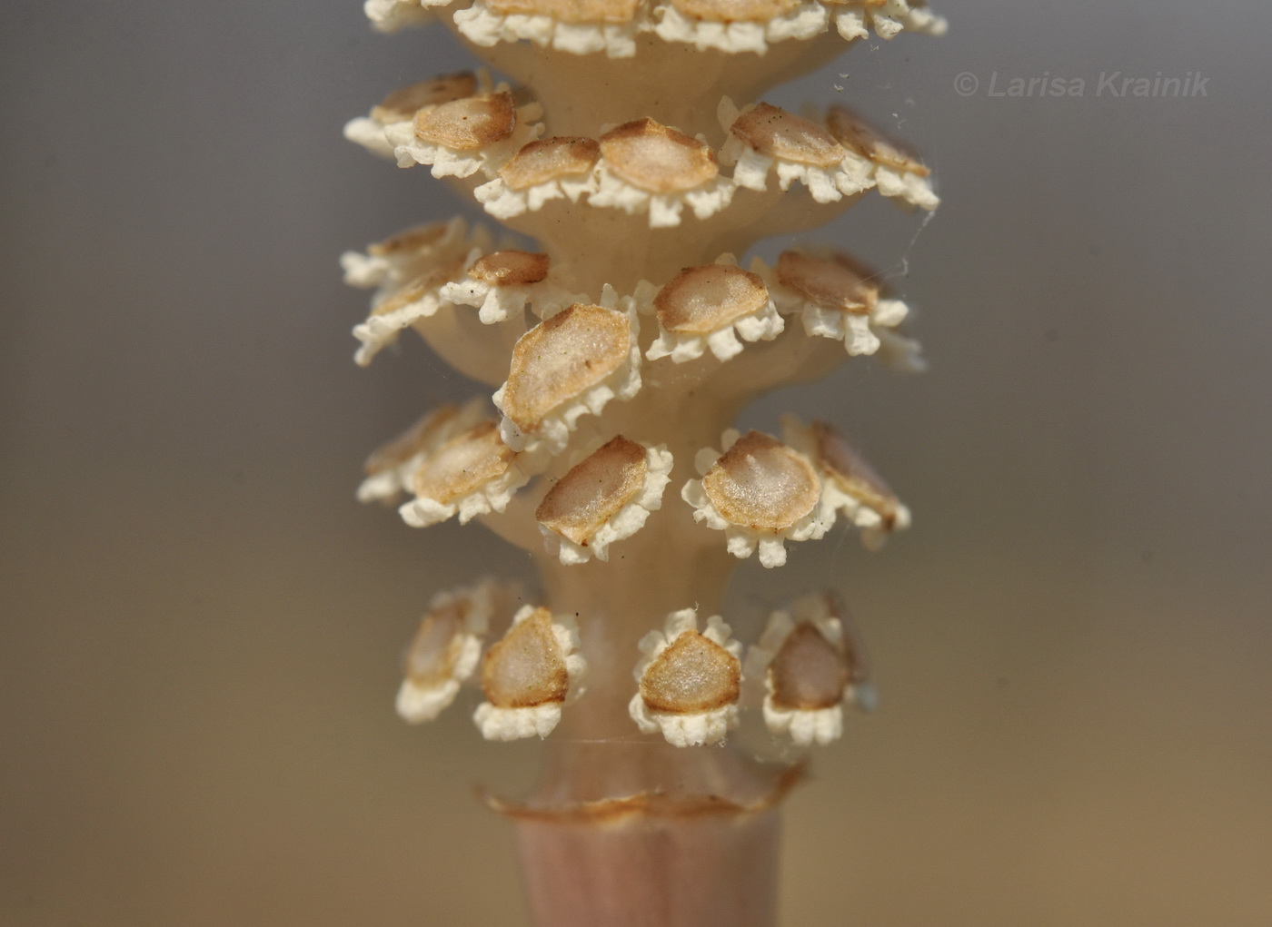 Image of Equisetum arvense specimen.