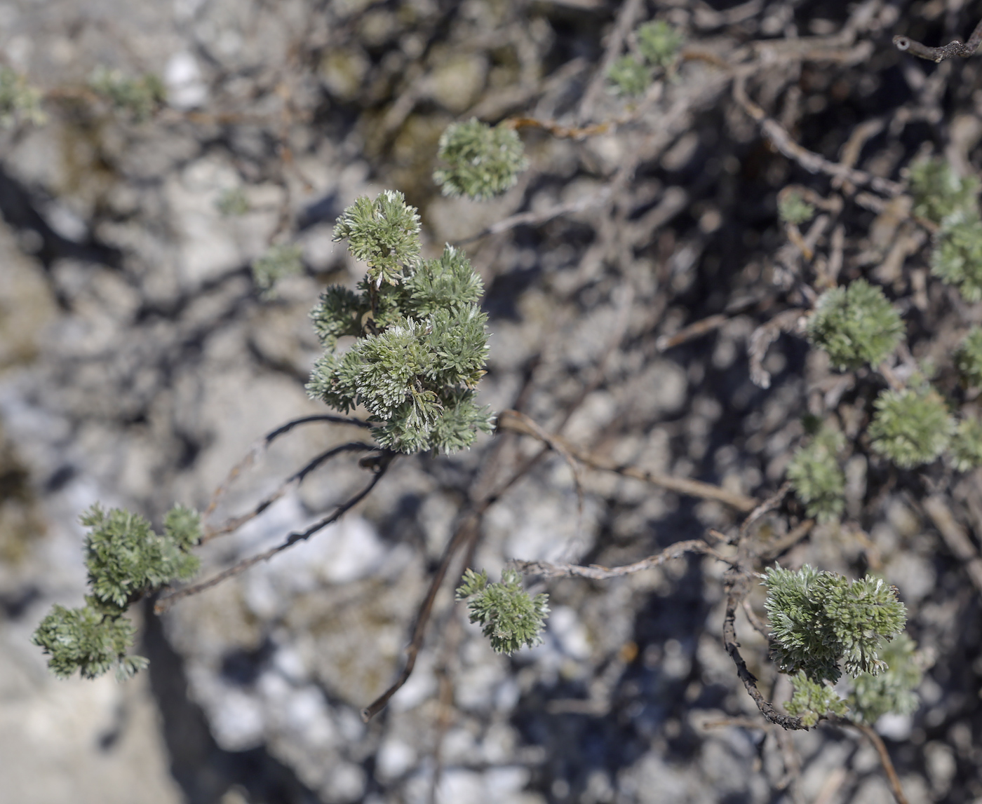 Image of Artemisia frigida specimen.