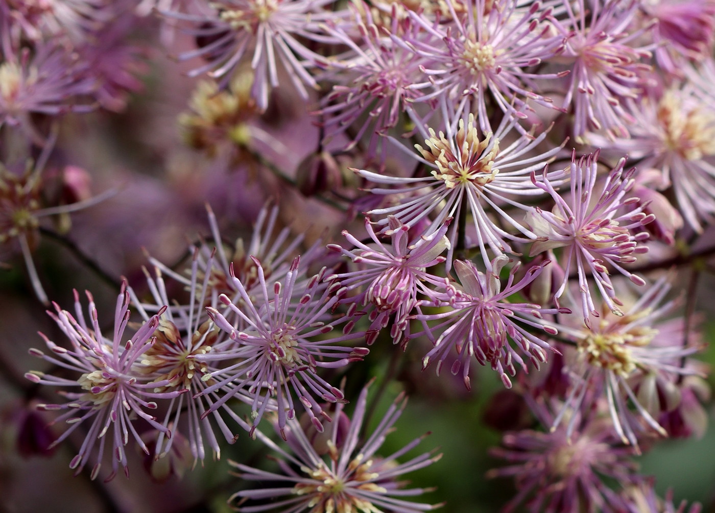 Image of Thalictrum aquilegiifolium specimen.