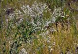 Lepidium latifolium