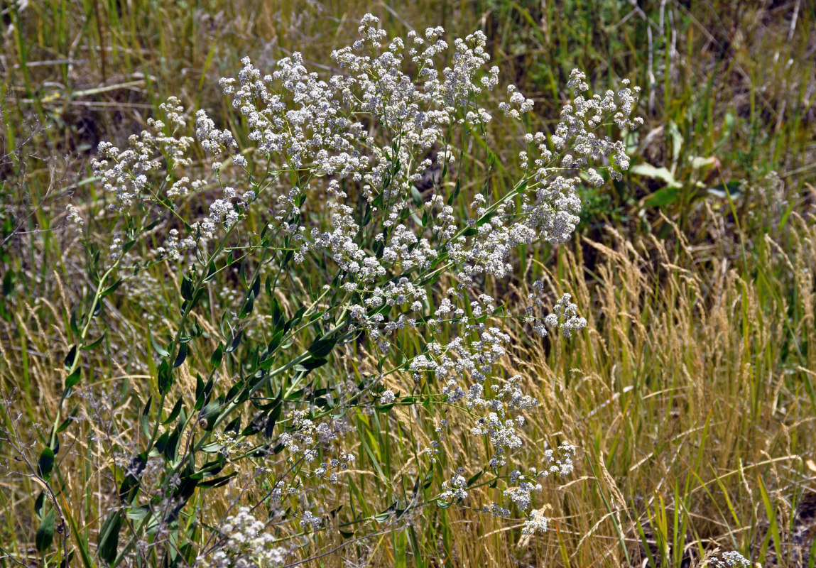 Изображение особи Lepidium latifolium.