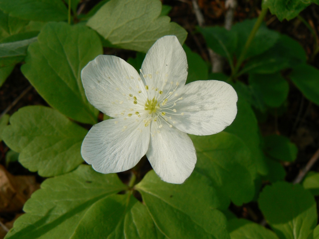 Image of Anemone udensis specimen.