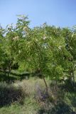 род Robinia. Цветущие и плодоносящие молодые деревца. Крым, Белогорский р-н, окр. с. Белая Скала, насаждения деревьев напротив горы Ак-Кая. 19.07.2021.