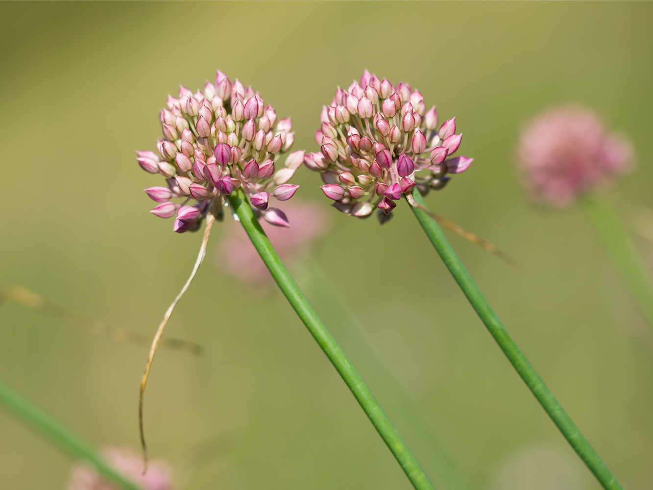 Изображение особи Allium psebaicum.