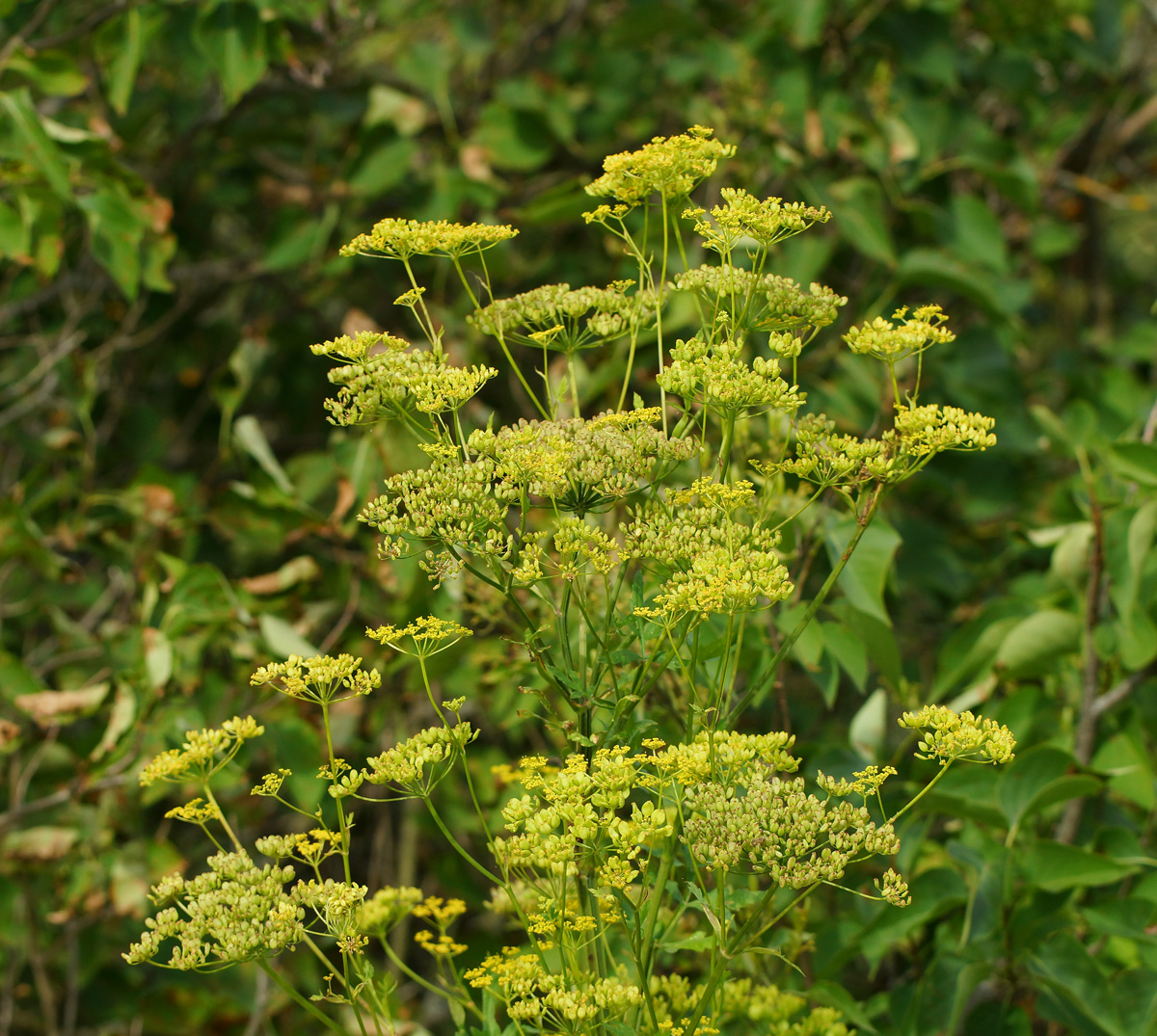 Image of Pastinaca sativa specimen.