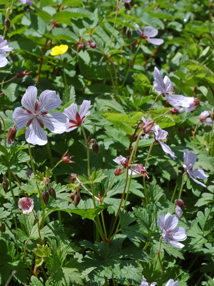 Изображение особи род Geranium.