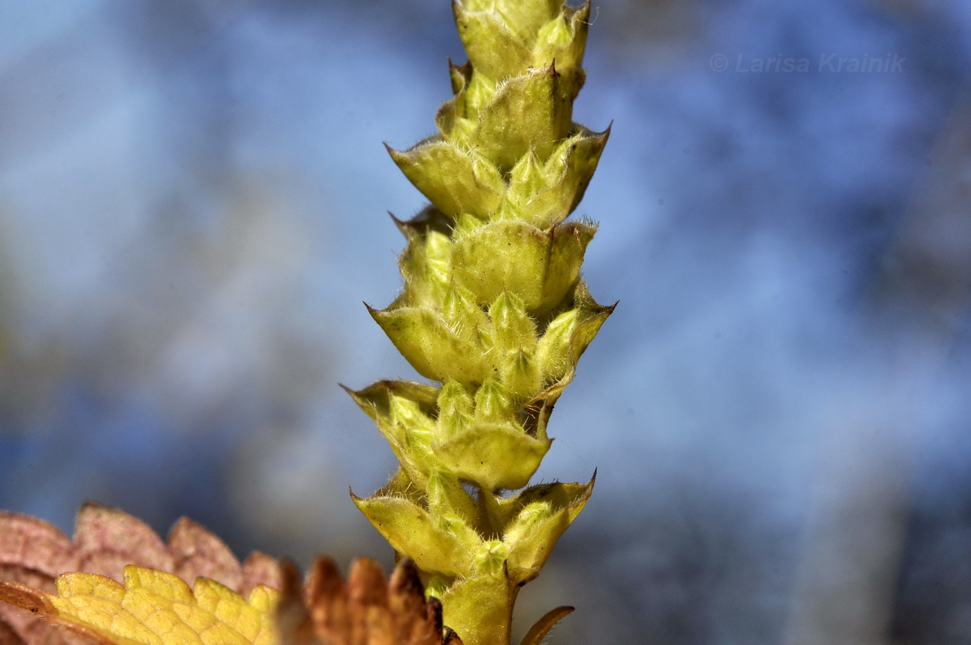 Image of Elsholtzia pseudocristata specimen.