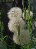 Tragopogon subspecies major