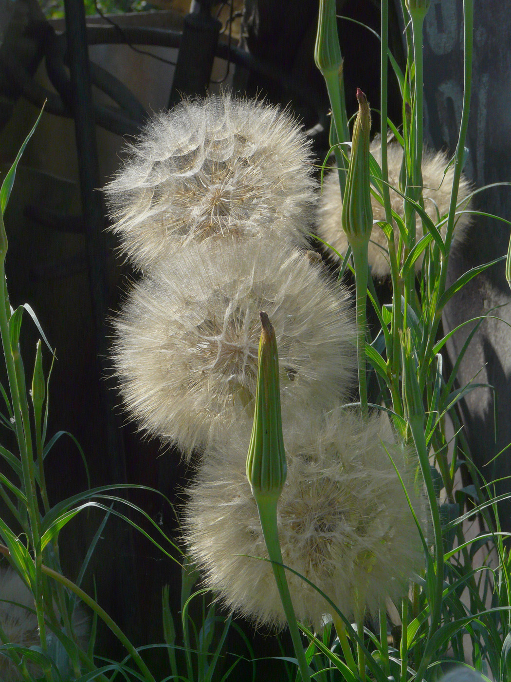 Изображение особи Tragopogon dubius ssp. major.