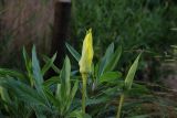 Oenothera macrocarpa