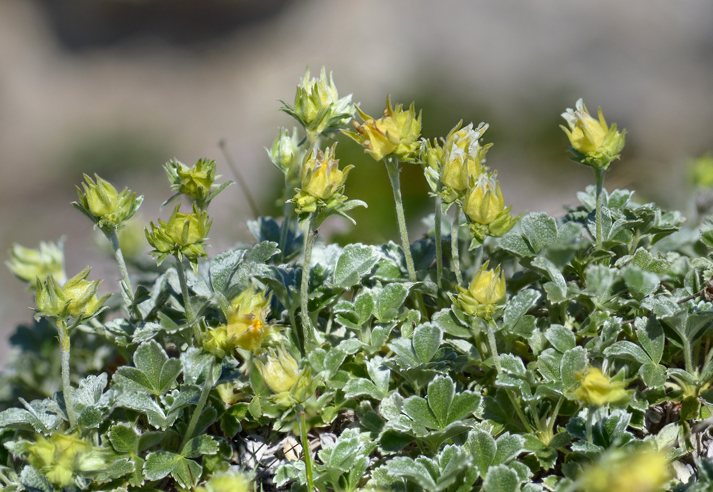 Изображение особи Potentilla oweriniana.