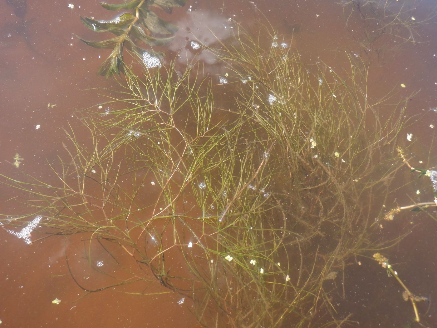 Image of Potamogeton pectinatus specimen.