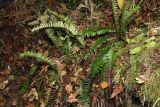 Polystichum lonchitis. Спороносящие растения. Мурманская обл., окр. г. Мурманск, дно ущелья, мелкозёмистая осыпь, травяной березняк. 20.09.2021.