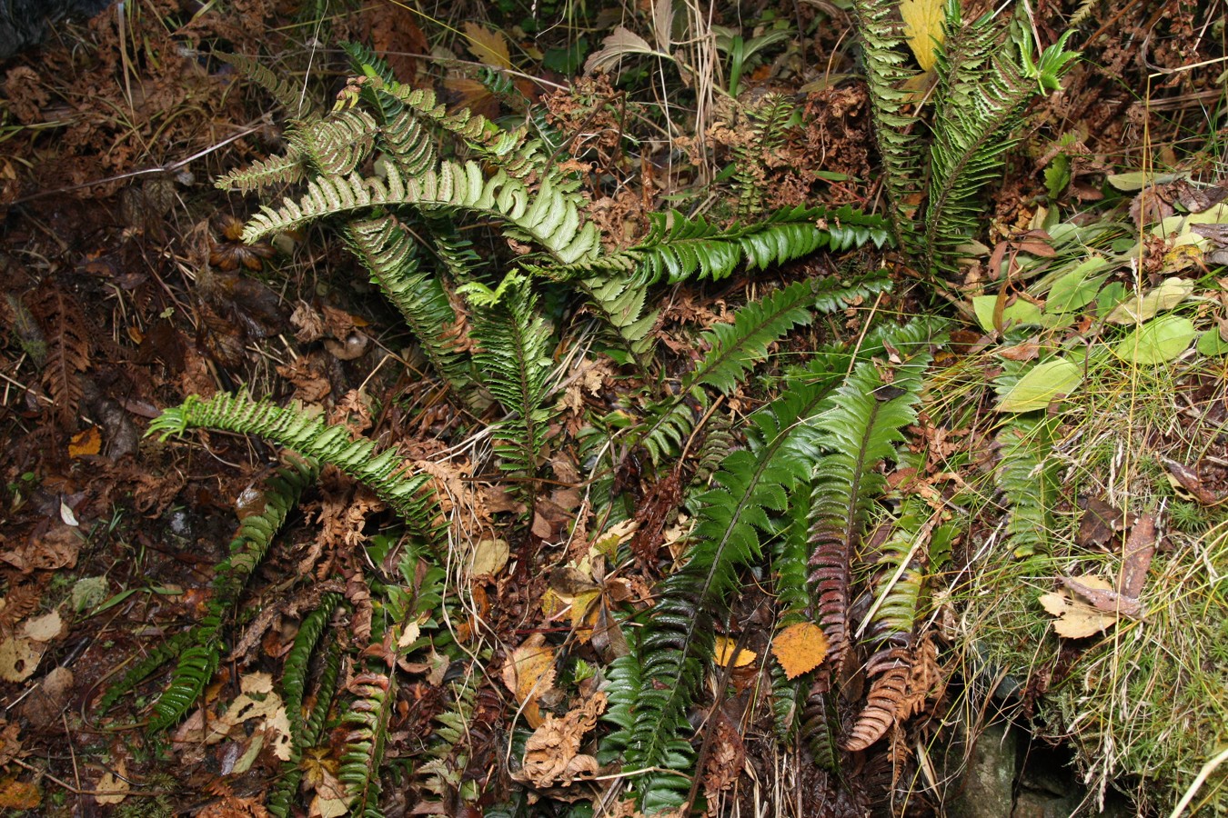 Изображение особи Polystichum lonchitis.