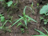 Persicaria minor