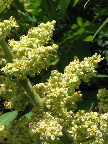 Image of Rhus typhina specimen.