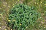 Phlomis pungens. Вегетирующие растения в сообществе с Erysimum (жёлтые соцветия). Крым, Караларский природный парк, окр. бухты Коровья, степь. 07.05.2021.