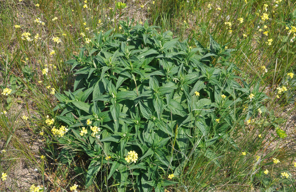 Image of Phlomis pungens specimen.