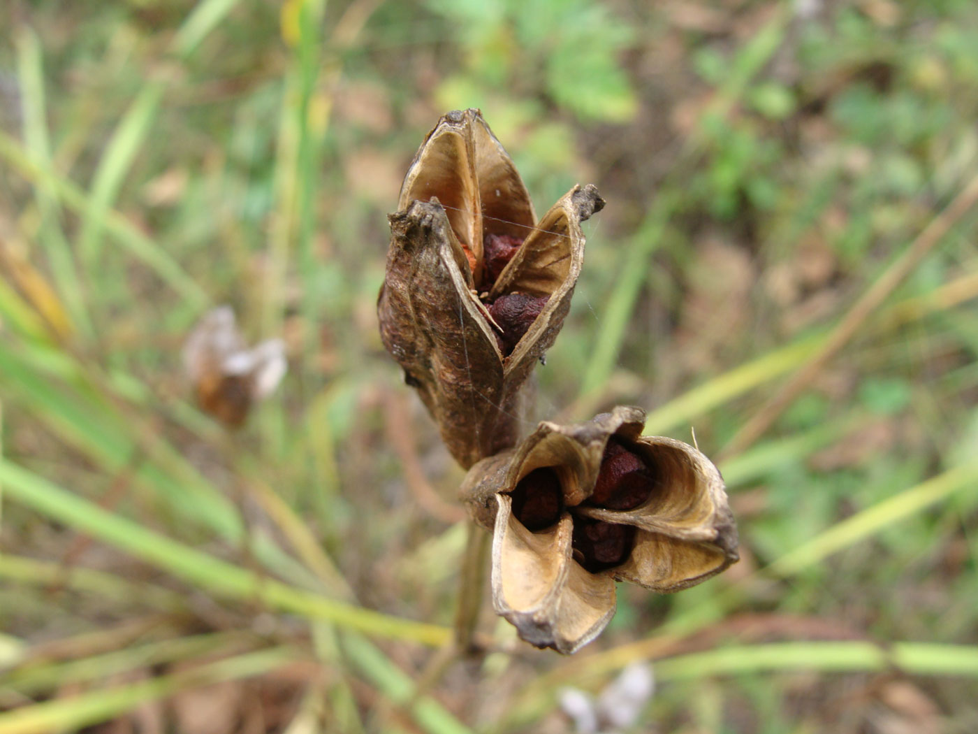 Image of Iris sanguinea specimen.