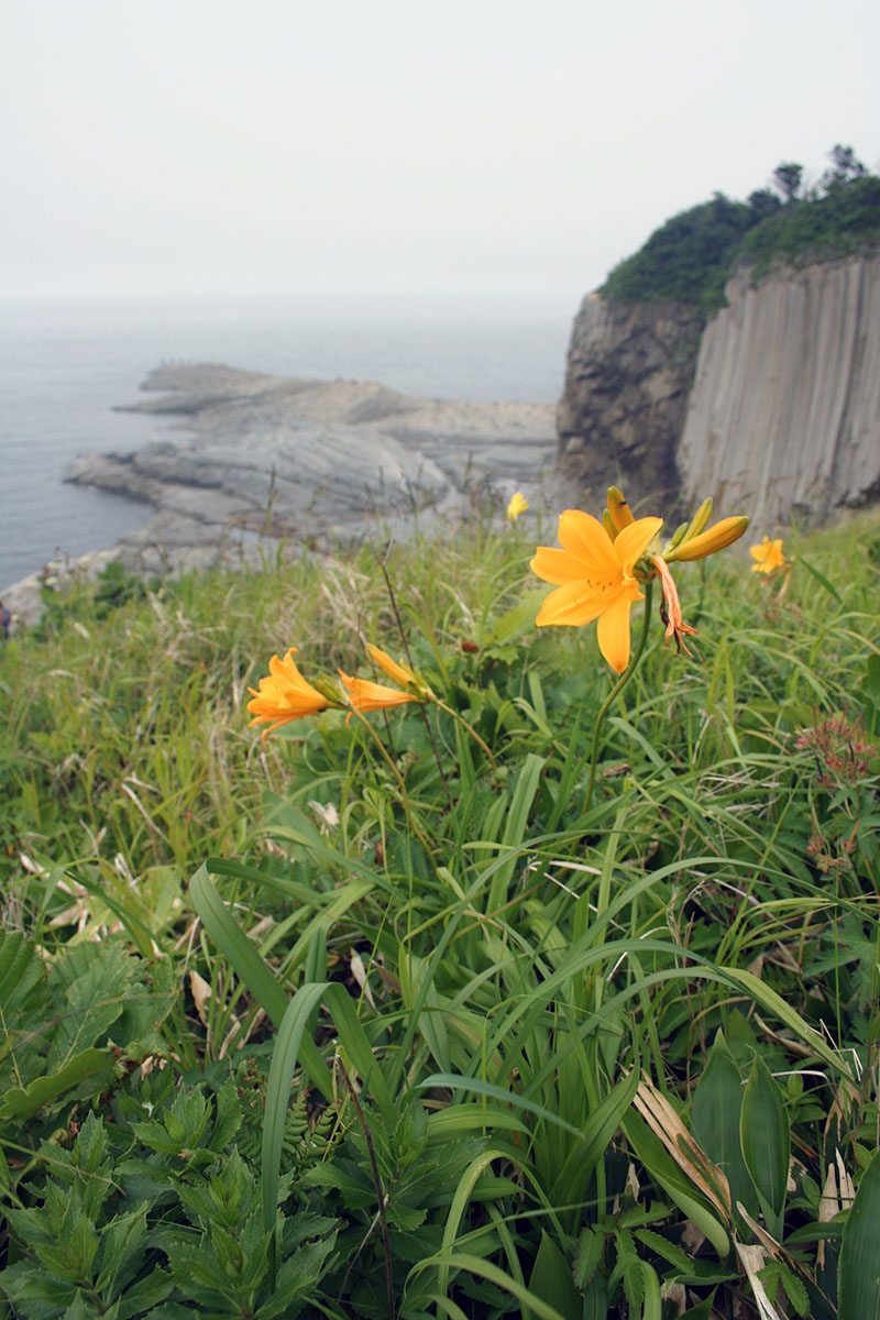 Изображение особи род Hemerocallis.