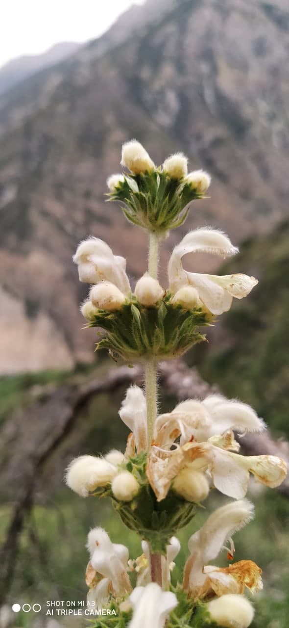 Изображение особи Phlomoides stellata.