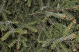 Picea × lutzii. Побеги. Санкт-Петербург, парк Ботанического сада БИН РАН, в культуре. 14.05.2022.