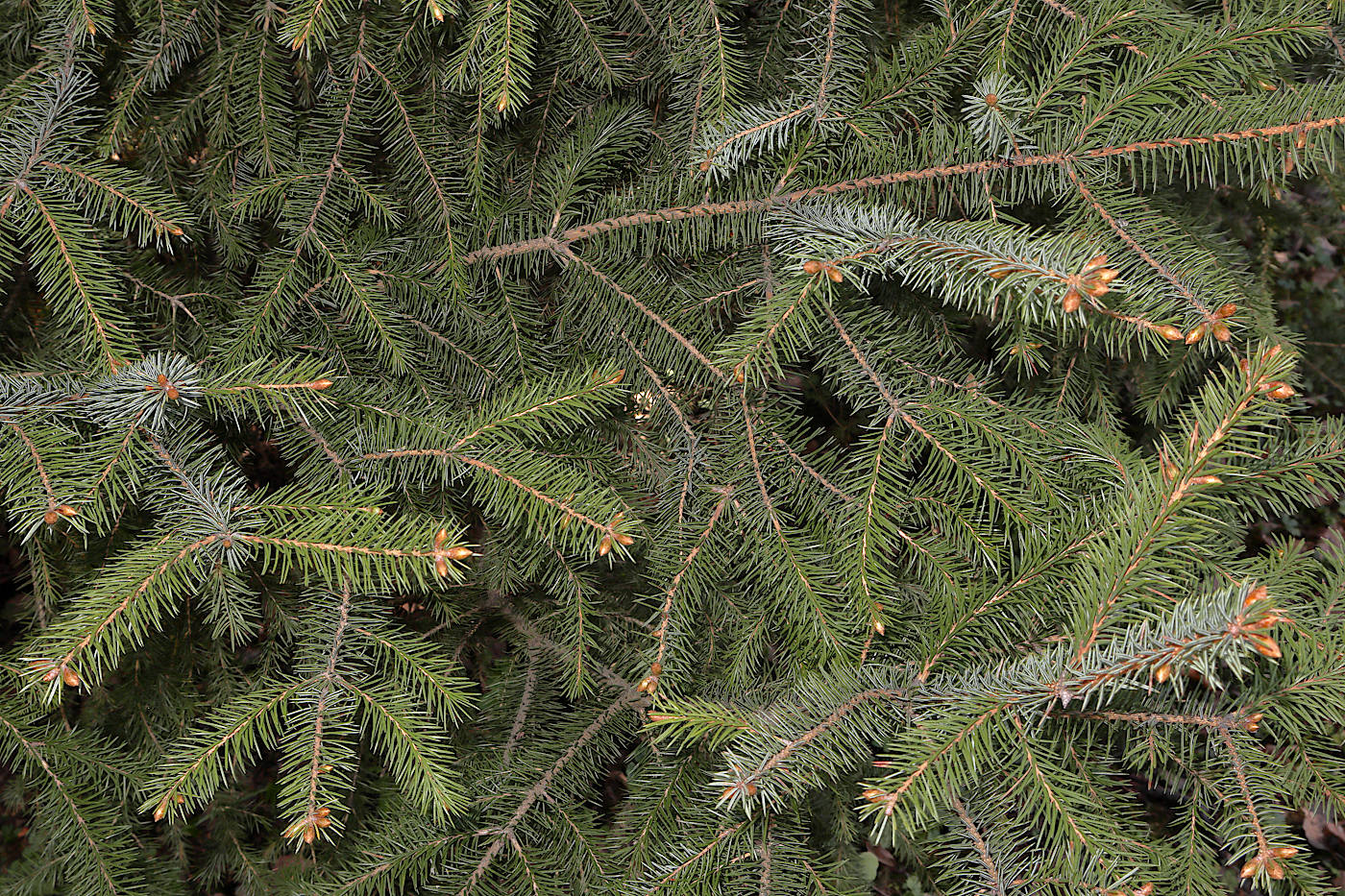 Изображение особи Picea × lutzii.