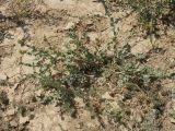 Rosa berberifolia