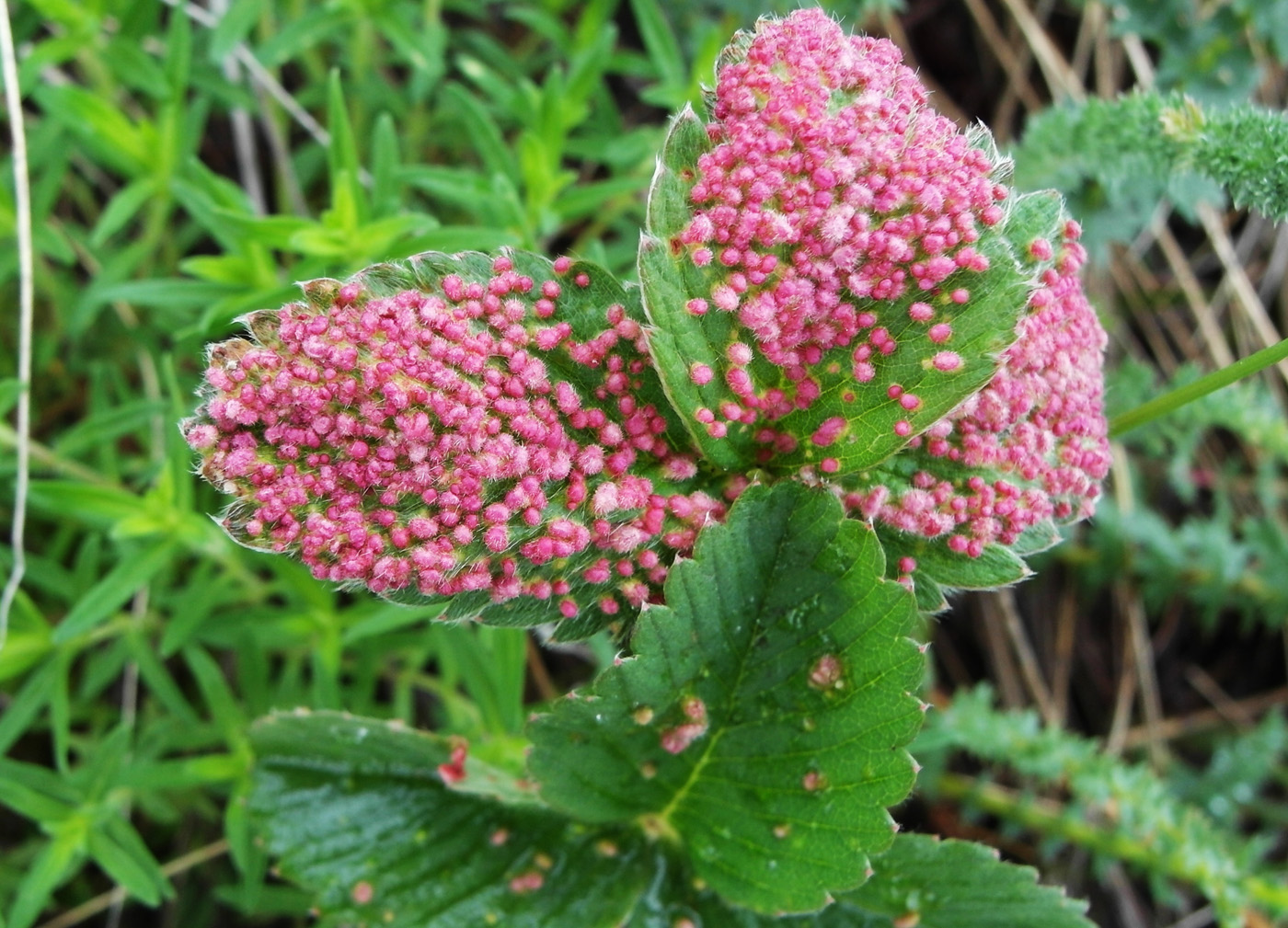 Изображение особи Fragaria viridis.