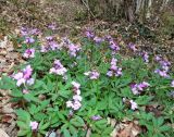 Cardamine quinquefolia. Цветущие растения. Крым, окр. Севастополя, Чернореченский каньон, дубовый лес. 31.03.2022.