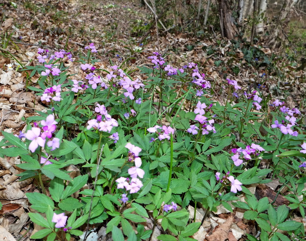 Изображение особи Cardamine quinquefolia.