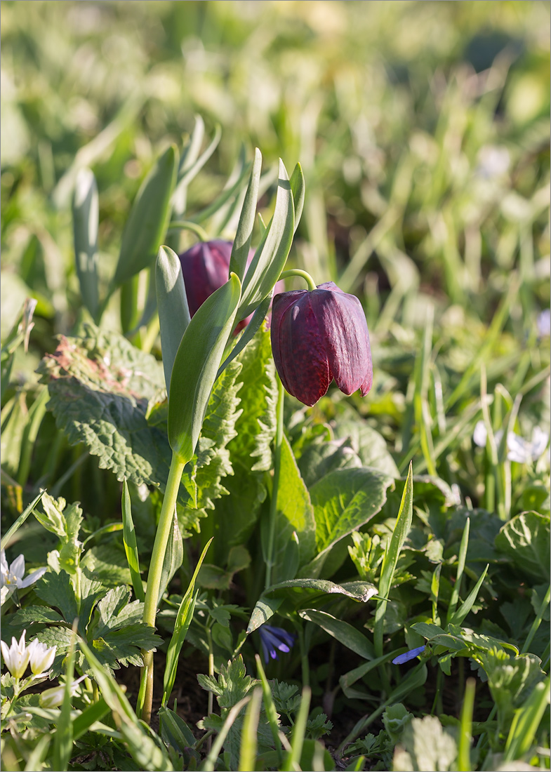 Image of Fritillaria latifolia specimen.