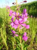 Chamaenerion angustifolium