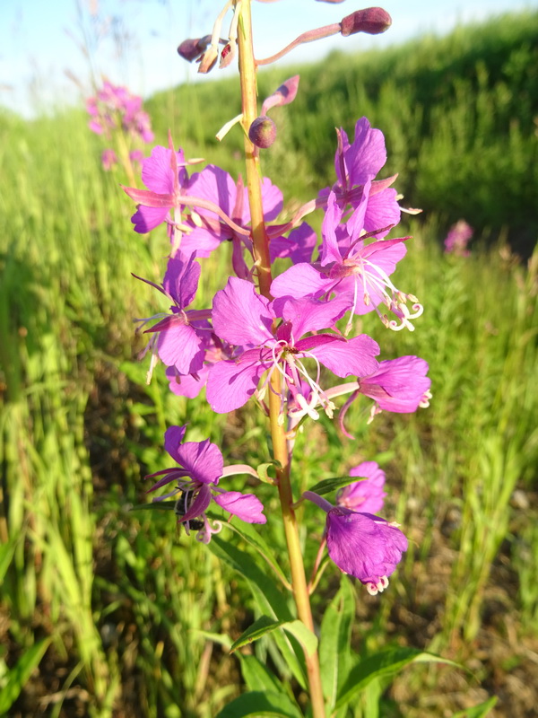 Изображение особи Chamaenerion angustifolium.