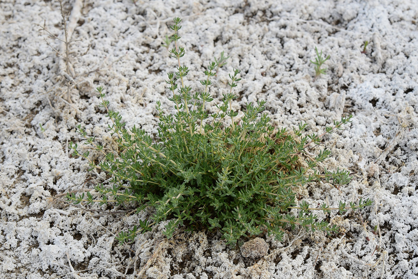 Image of Frankenia bucharica specimen.