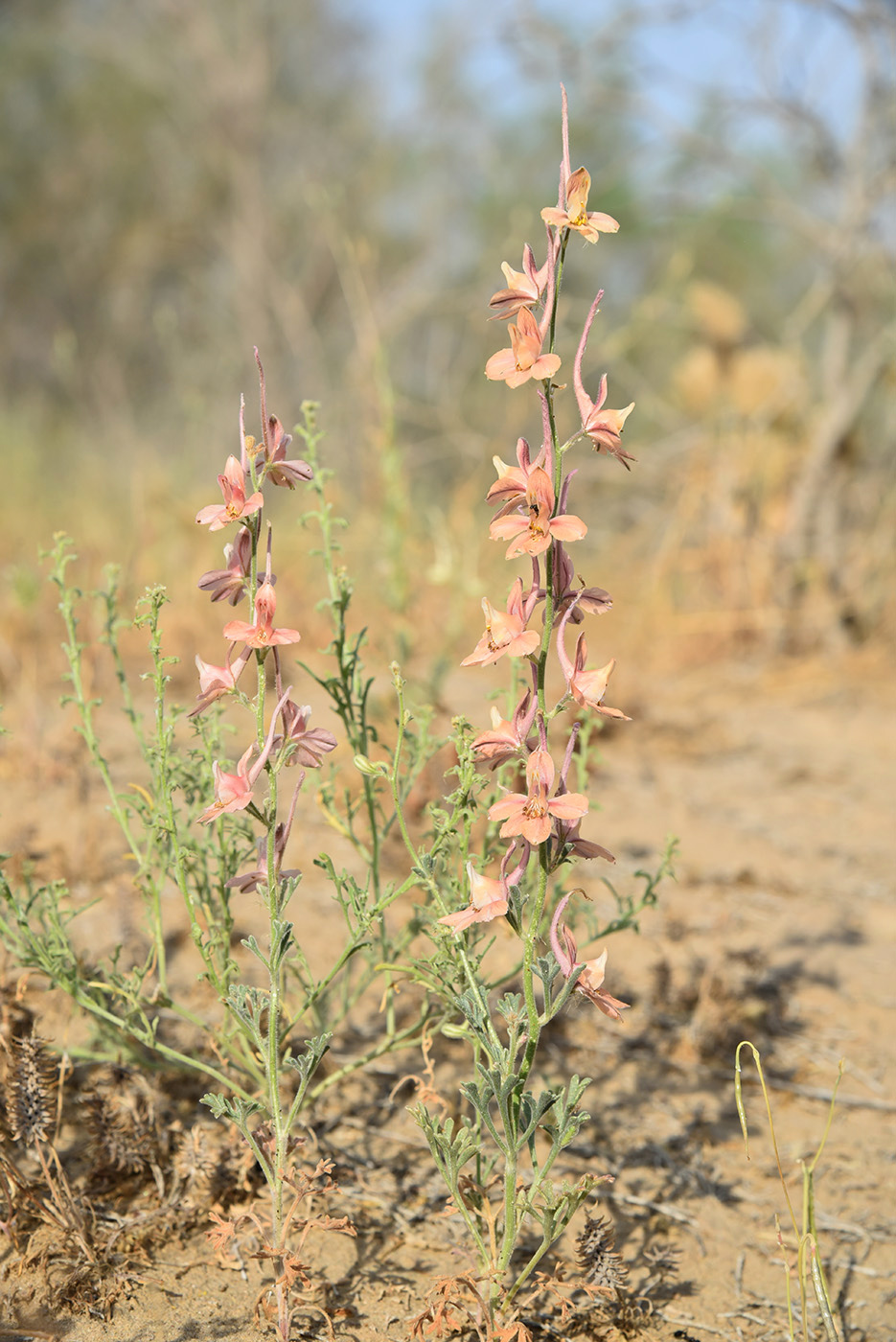 Image of Delphinium camptocarpum specimen.