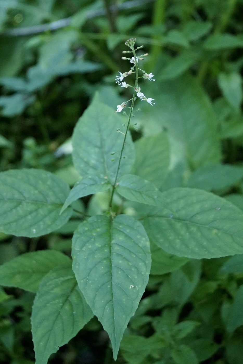 Image of Circaea lutetiana specimen.