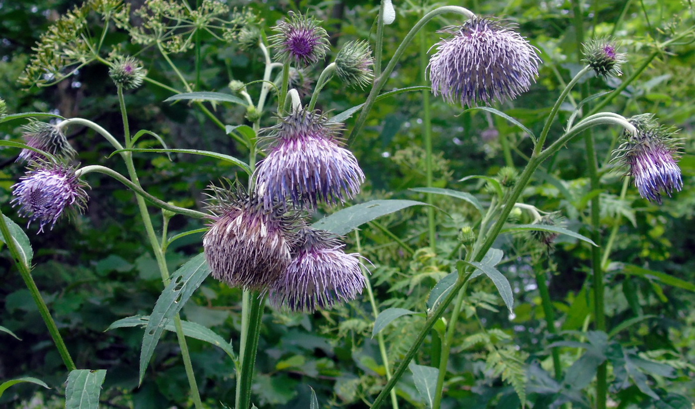 Image of Cirsium kamtschaticum specimen.