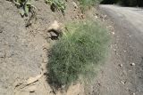 Bilacunaria microcarpos