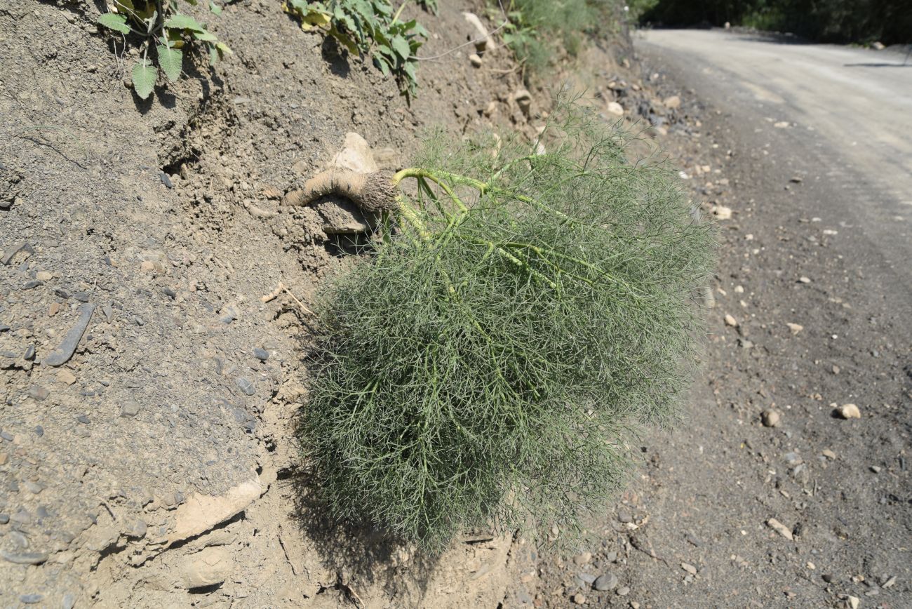 Image of Bilacunaria microcarpos specimen.